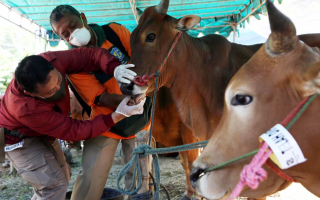 RPH Surabaya Sediakan Hewan Kurban Sehat