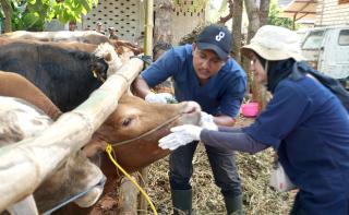 Idul Adha 2024, SIG Bagikan 331 Hewan Kurban di 23 Provinsi