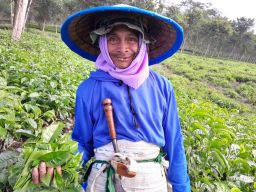 Senyum buruh petik teh di kebun teh Wonosari