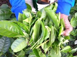 Daun teh segar yang dipetik