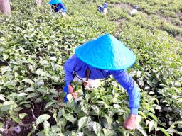 Sejumlah pemetik berada di kebuh teh Wonosari
