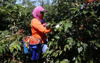 Top! Kopi Arabika Hasil Kebun PTPN I di Jatim Tembus Pasar Jerman