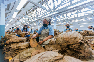 PTPN 1 Regional 4 Sukses Panen Tembakau, Bukti Nyata Peran Perempuan dalam Ekonomi