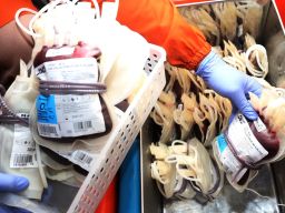 PMI berhasil terkumpul 150 kantong darah , dari donor darah di kantor pusat PT Perkebunan Nusantara I (PTPN I) Regional 5