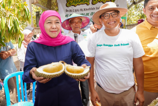 Durian Lover, Khofifah Panen Durian Musang King dan Black Thorn