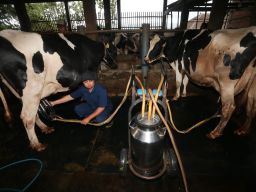 Penggunaan mesin pemerah susu telah diadopsi oleh peternak di sentra susu sapi perah Pujon, Kabupaten Malang, Jawa Timur