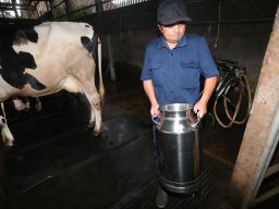 Program makan siang dan susu gratis yang dicanangkan pemerintah menjadi angin segar bagi para peternak sapi perah lokal.
