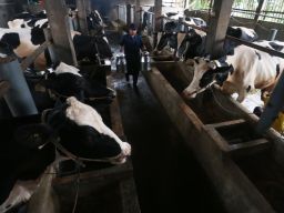 Berdasarkan data Koperasi Sinau Andandani Ekonomi (SAE) Pujon, terdapat 9.424 anggota peternak yang memelihara lebih dari 21.188 ekor sapi perah