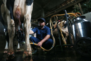 Peternak memerah susu sapi dengan memanfaatkan teknologi mesin pemerah susu di sentra sapi perah Kecamatan Pujon, Malang, Jawa Timur, Selasa (10/12/2024).