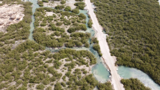 Lahan Gambut Siak, dari Bencana Kebakaran Menuju Inovasi Lestari