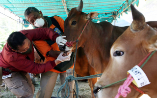 Pakar UNAIR Ungkap Strategi Cegah Penyebaran PMK di Jatim