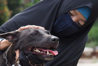 Kedudukan Anjing dalam Islam dan Hukum Memelihara Anjing bagi Seorang Muslim
