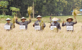 Marinir Sukses Panen Raya, Bukti Nyata Ketahanan Pangan TNI AL