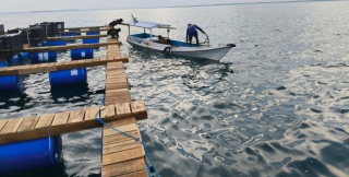 Balad Group Mulai Proses Pemindahan Keramba ke-4 ke Teluk ke-4