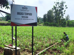 Irigasi Terpadu SIG Dongkrak Produktivitas Pertanian di Tuban, Panen Petani Desa Kapu Kini Empat Kali Setahun