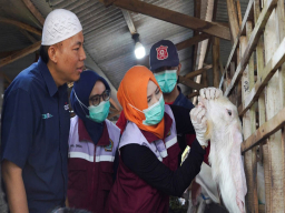 SIG Bagikan 237 Ekor Hewan Kurban di 20 Provinsi untuk Idul Adha 1446 H