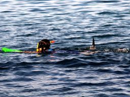 Wisatawan bermain snorkling di Pantai Pasir Putih Situbondo