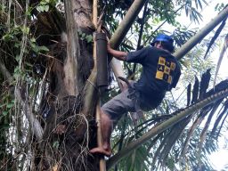 Badrussulur dengan cekatan memanjat batang bambu yang tersandar di pohon aren menjulang tinggi.