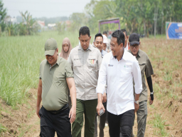 Ditjenbun Pastikan Bongkar Ratoon PT SGN Berjalan, Targetkan Produktivitas dan Ketahanan Pangan