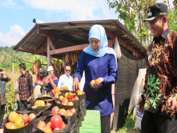 Gubernur Khofifah Minta Bupati dan Wali Kota Serap Tomat Petani untuk Stabilisasi Harga