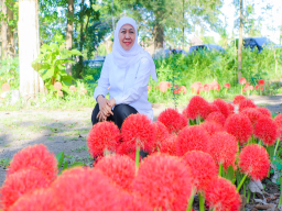Gubernur Khofifah Kagumi Pesona Bunga Desember, Flora Langka Kebanggaan Bondowoso