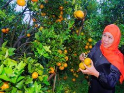 Gubernur Khofifah : Potensi Besar Jeruk Siam Madu di Tutur - Pasuruan Dorong Perluasan Pasar dan Desa Wisata