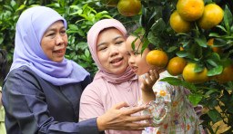 Gubernur Khofifah Ajak Keluarga Petik Jeruk Siam Bersama Petani dan Warga di Tutur Pasuruan