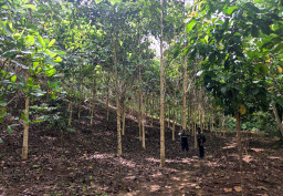 Merdeka Gold Serahkan Rehabilitasi DAS ke Pemerintah