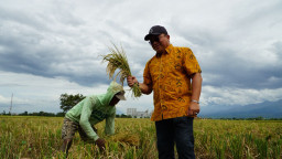 Serapan Gabah/Beras Bulog Jatim Tembus 200 Ribu Ton, Pasokan Minyak dan SPHP Masif
