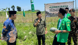 Deni Prasetya Kasatgaswil Patriot Ketahanan Pangan Hadiri Panen Semangka Kuning di Rengel Tuban