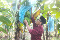 Alumnus UTM, Abunali Ja'far Sulap Lahan Mangkrak Menjadi Kebun Pisang Produktif