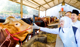 Gubernur Khofifah: Alhamdulillah, Ketersediaan Ternak Kurban di Jawa Timur Tahun ini Surplus