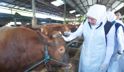 Gubernur Khofifah Pastikan Stok Sapi Kurban Jatim Surplus dan Memenuhi Syarat Syariah