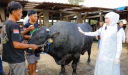 Gubernur Khofifah Beli Sapi Jenis Belgian Blue untuk Hewan Kurban Tahun ini