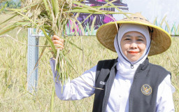Gubernur Khofifah Pimpin Gerakan Panen dan Percepatan Tanam di Madiun