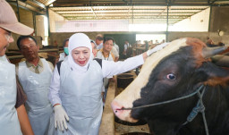 Gubernur Khofifah Komitmen Memastikan Ketersediaan Hewan Kurban dalam Kondisi Sehat dan Aman