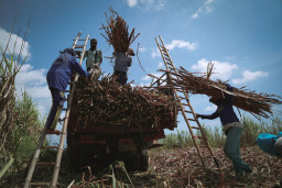 Program Bongkar Ratoon & Kucuran Rp9 Triliun, Petani Tebu Apresiasi Langkah Mentan Kejar Swasembada Gula