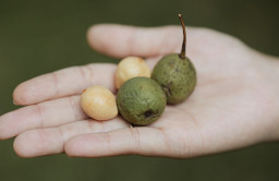 5 Fakta Menarik Tanaman Tamanu, Bahan Alami Asal Indonesia yang Kini Jadi Andalan Skincare untuk Kulit Berjerawat