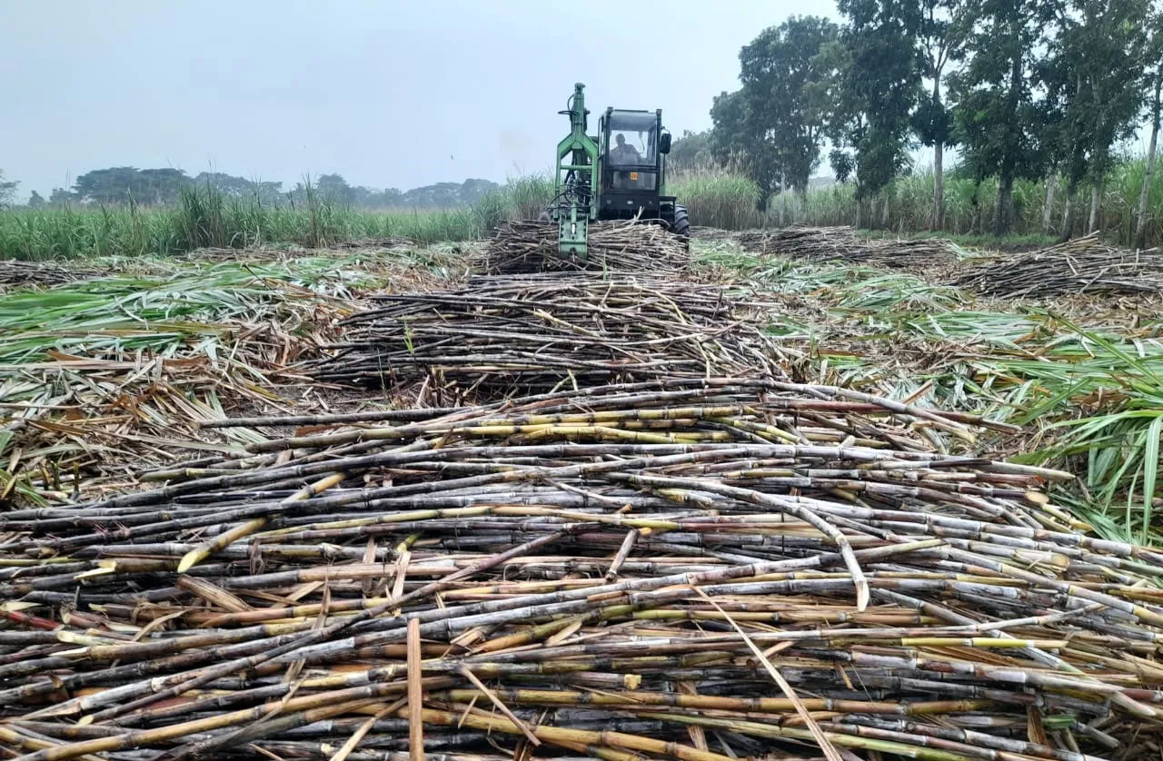 Meningkat Tajam, Kebun Kalitelepak Raih Produktivitas 164 Persen