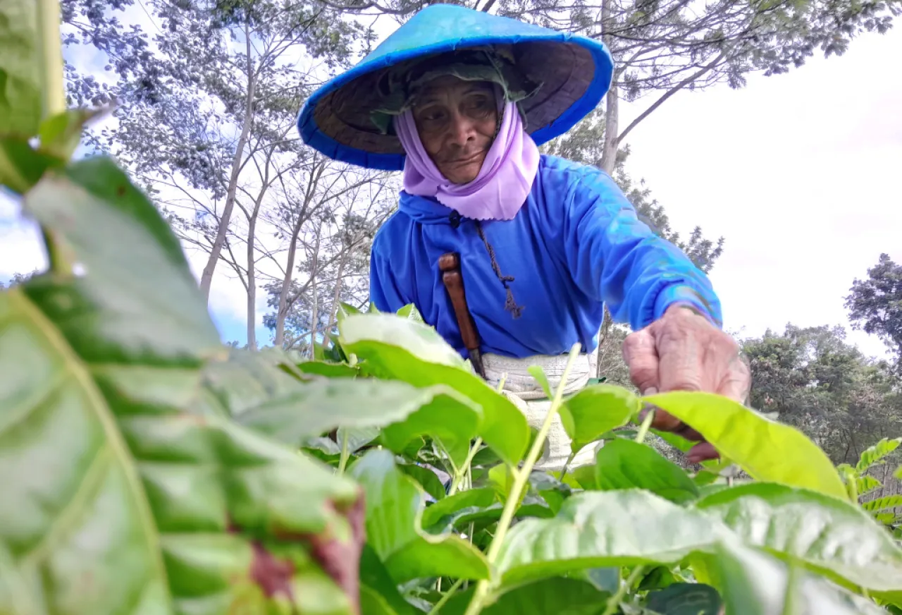 Buruh Petik Teh