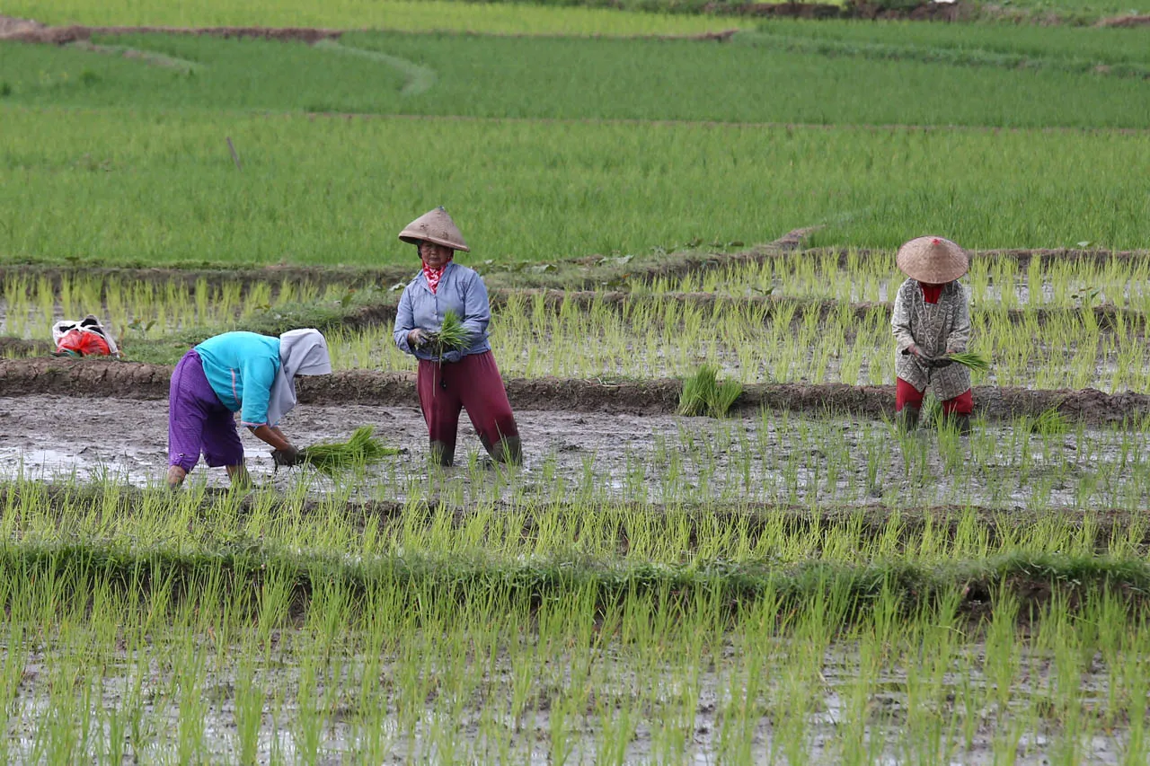 Buruan Daftar! Pupuk Subsidi Tahun Depan Menunggu Para Petani