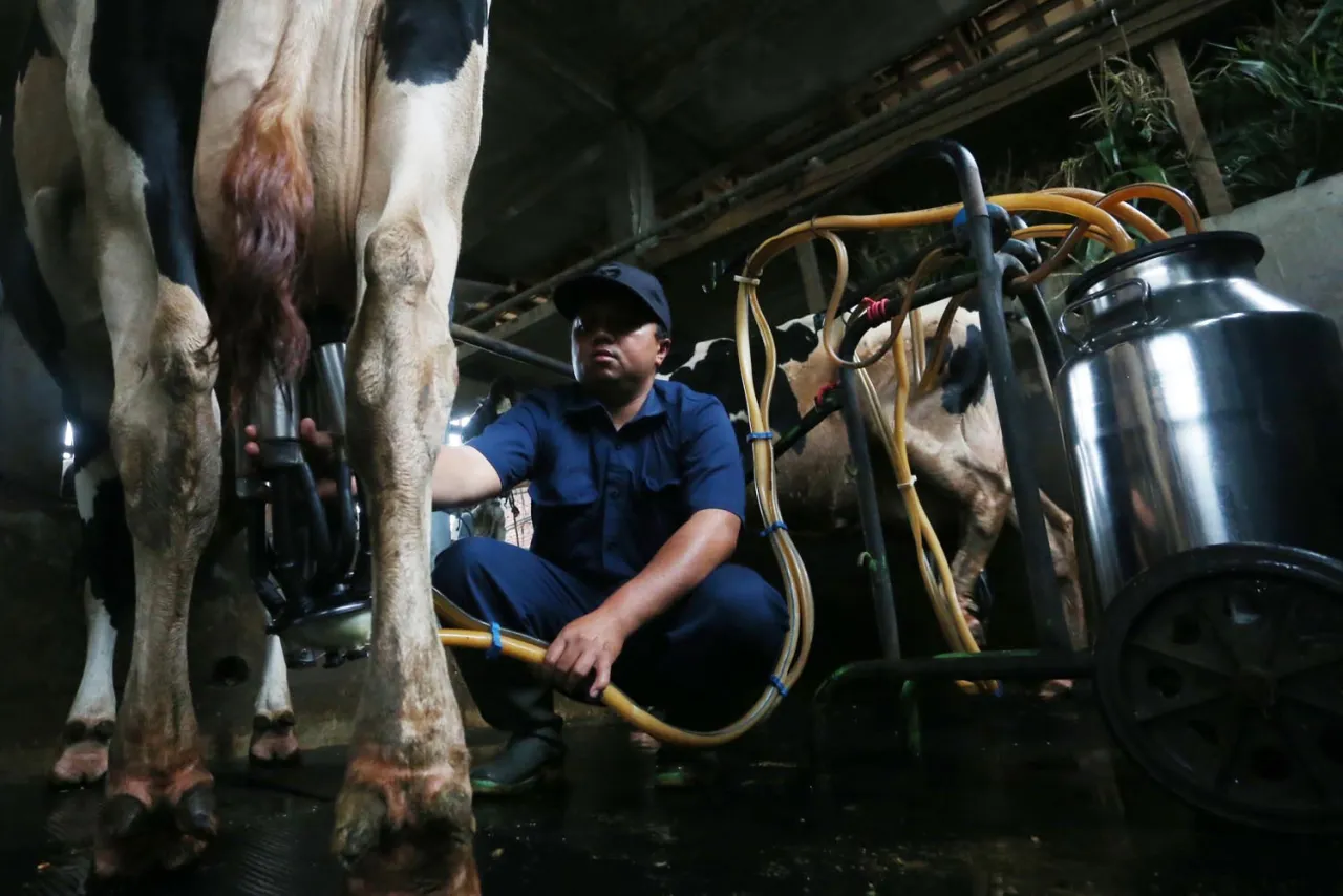 Gairah Peternak Sapi Perah Lokal