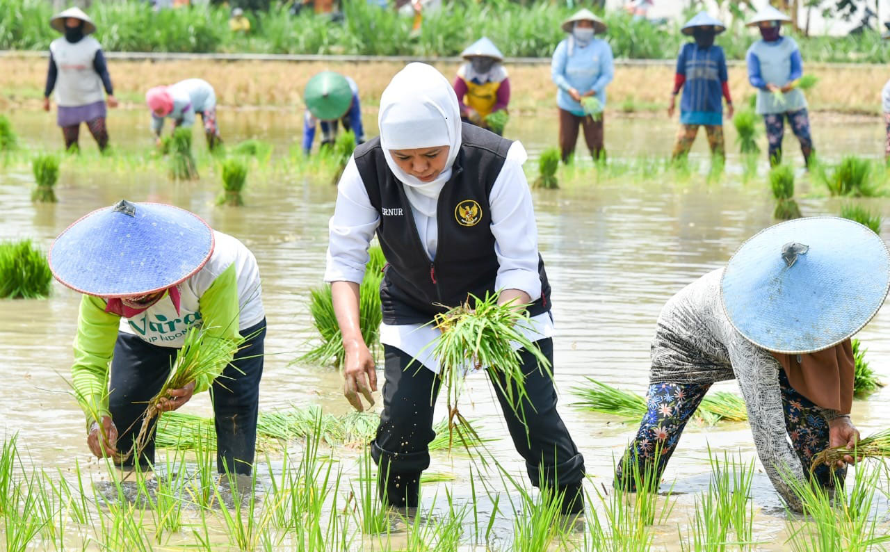 Khofifah Indar Parawansa menanam padi bersama para petani beberapa waktu lalu. AyoFoto/Arsip Humas Prov Jatim