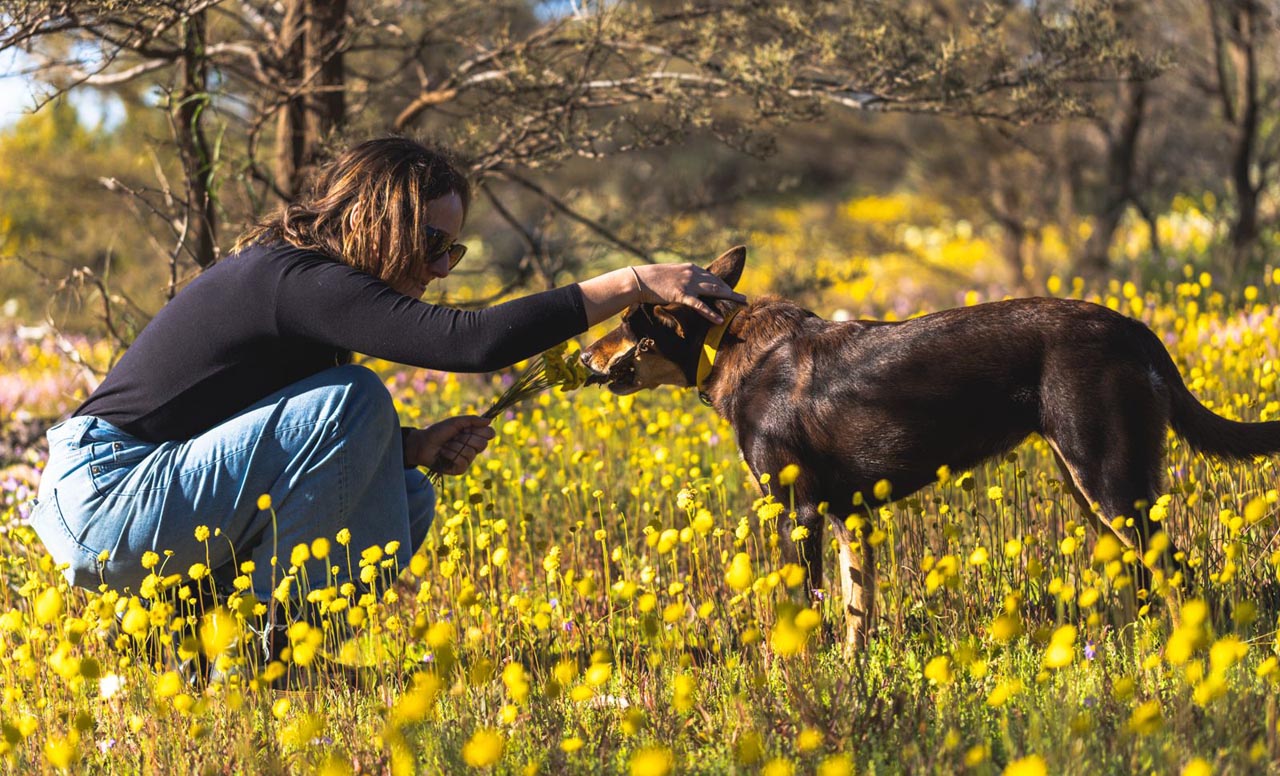 Fenomena tahunan yang dimulai pada bulan Juni dan berlangsung selama enam bulan ke depan ini memberikan warna yang begitu cerah di seluruh penjuru Australia Barat. Foto/Tourism Western Australia