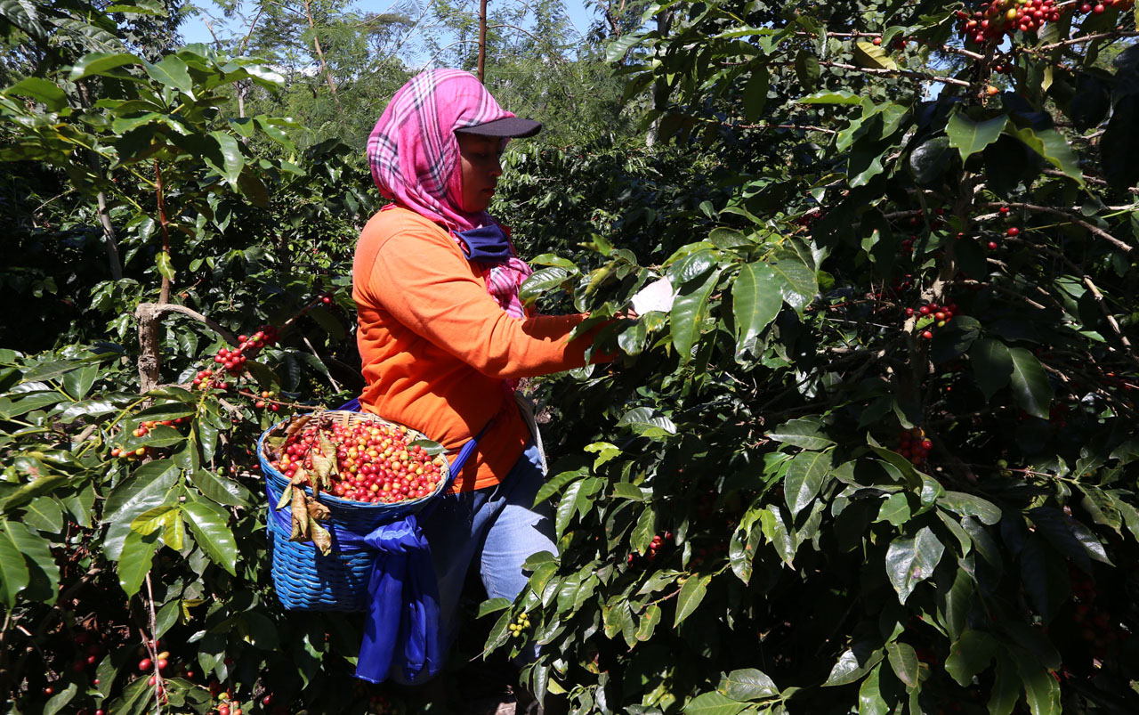 Pekerja memetik buah kopi Arabika di Kebun PT Perkebunan Nusantara XII Kebun Kalisat Jampit. Foto/Alim Perdana