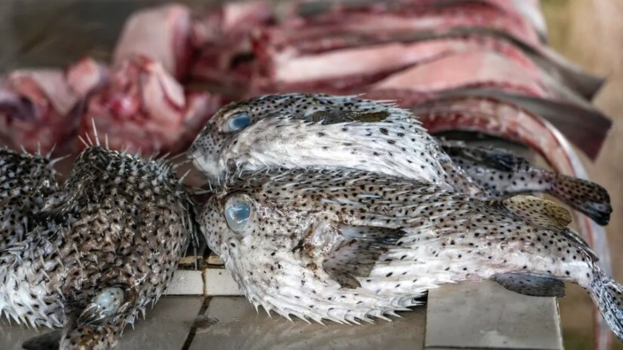 Satu Keluarga di Bima Keracunan Ikan Buntal, Satu Meninggal