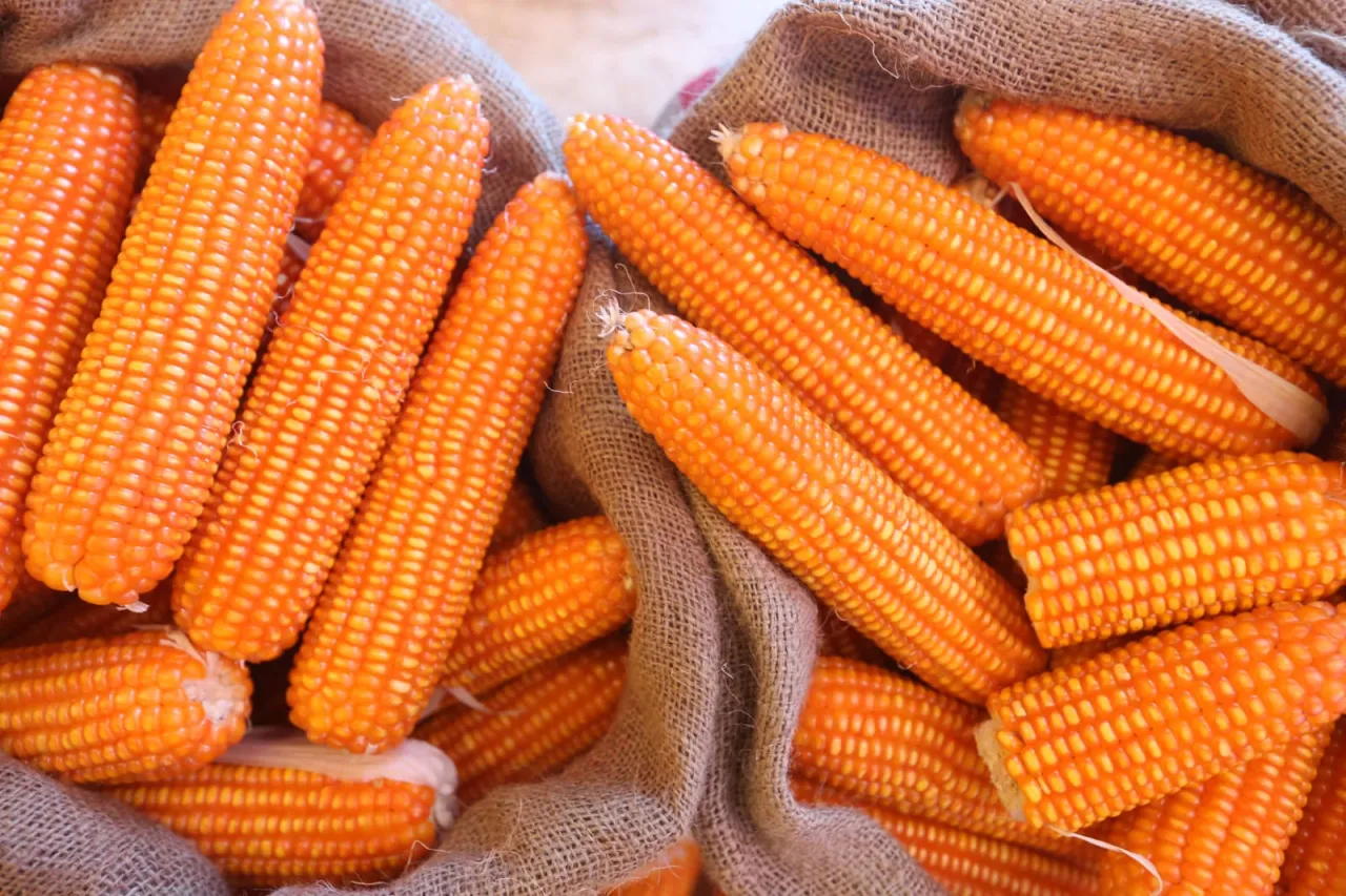 Petani Jagung Jawa Timur Dapat Dukungan Pemerintah, Target Produksi Meningkat