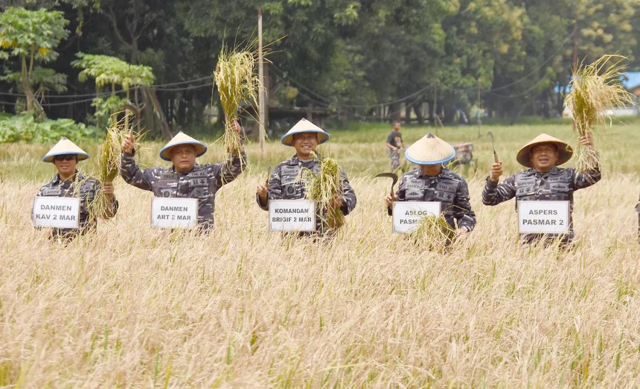 Marinir Sukses Panen Raya, Bukti Nyata Ketahanan Pangan TNI AL