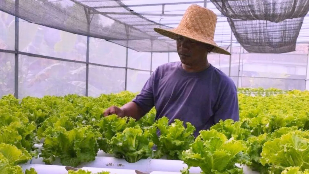 Inspirasi Pertanian Modern di Madura: Pemuda ini Raup Untung Berkat Hidroponik