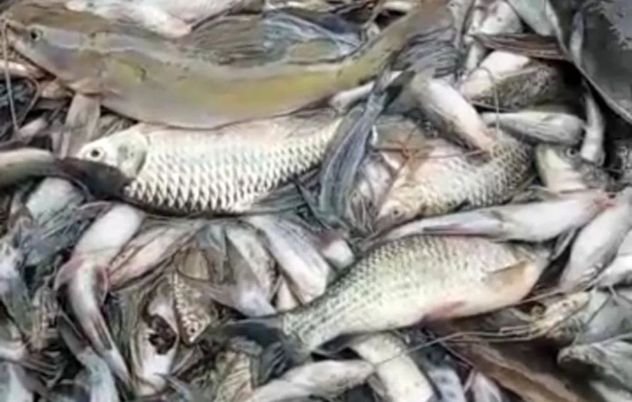 Kematian Massal Ikan di Kali Surabaya, Alarm Krisis Ekologis dan Tata Kelola Sungai